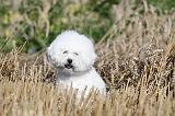 BICHON FRISE 246